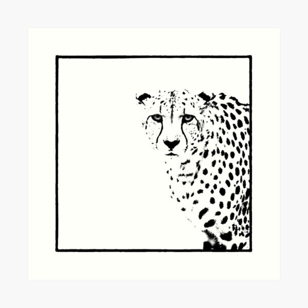 Cheetah Art Print