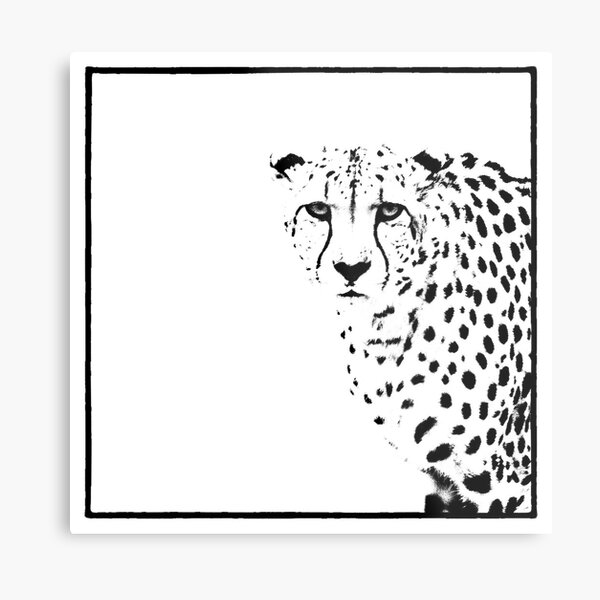 Cheetah Metal Print