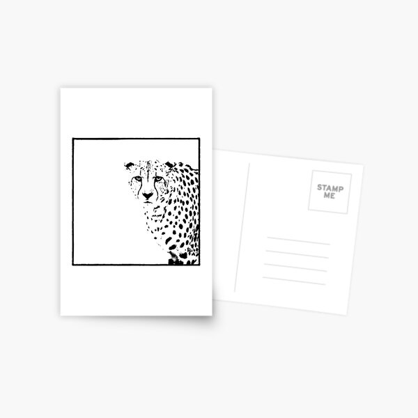 Cheetah Postcard