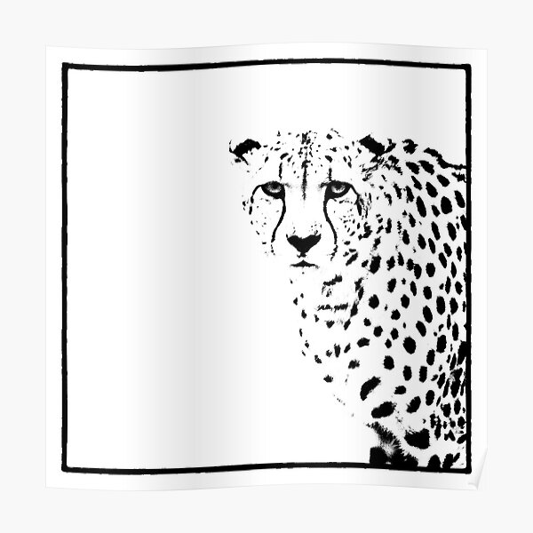 Cheetah Poster
