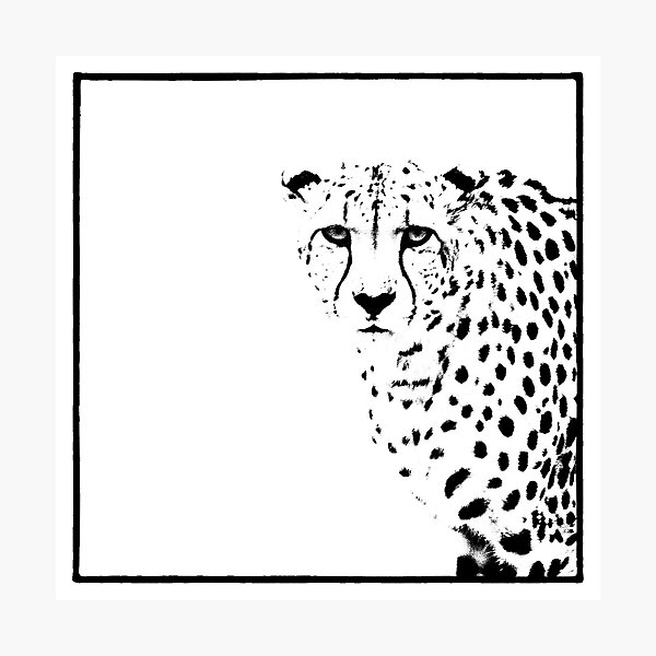 Cheetah Photographic Print