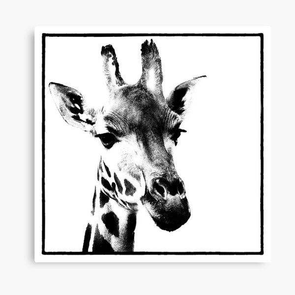 Gentle Giraffe Canvas Print