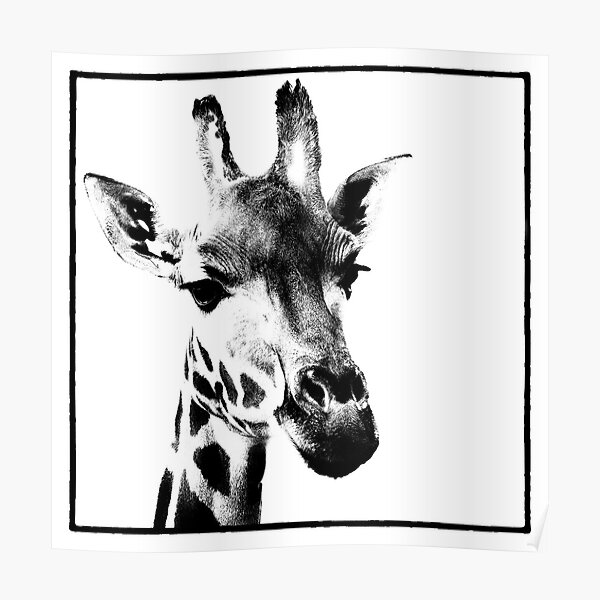 Gentle Giraffe Poster