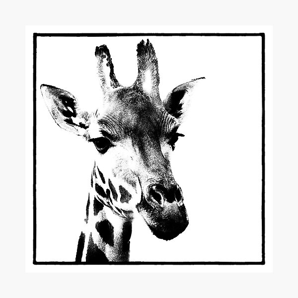 Gentle Giraffe Photographic Print
