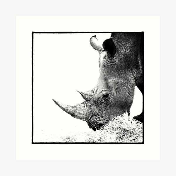 Rhino Art Print