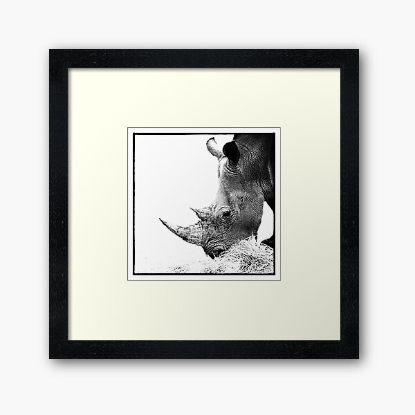 Rhino Framed Art Print