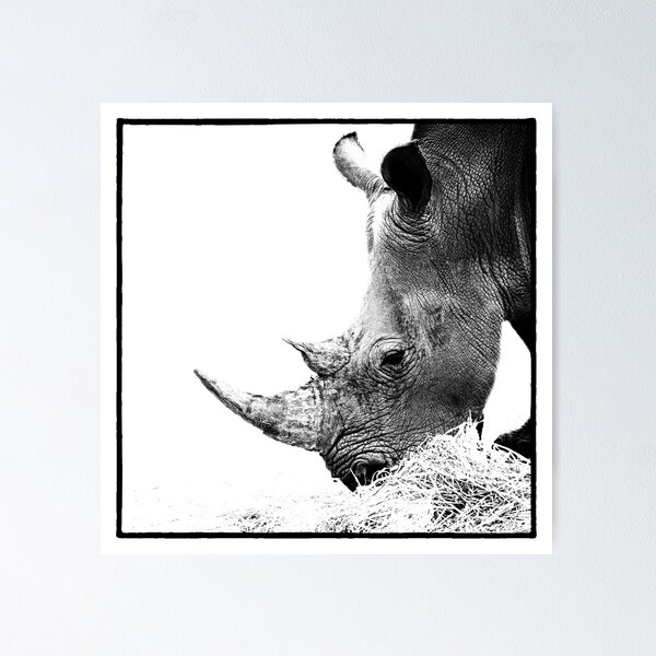 Rhino Poster