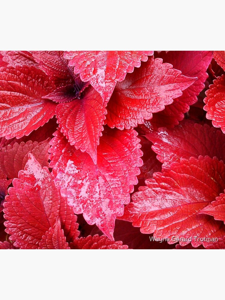 Simply Red by redmoondragon