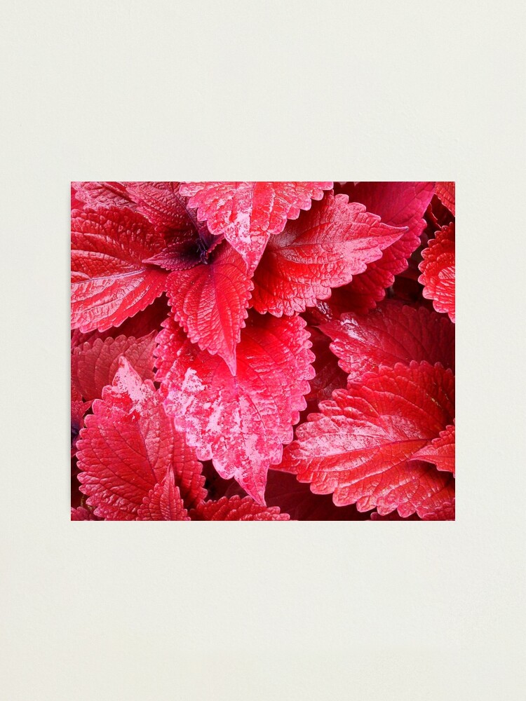 Alternate view of Simply Red Photographic Print