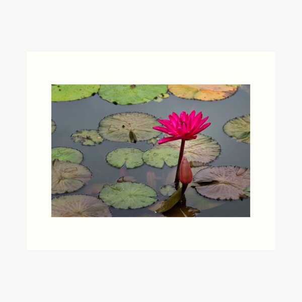 Lotus Flower Art Print