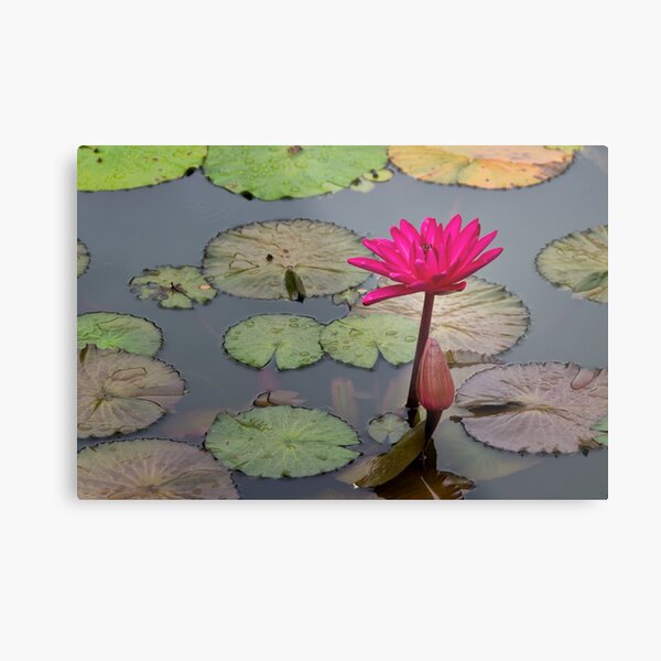 Lotus Flower Metal Print
