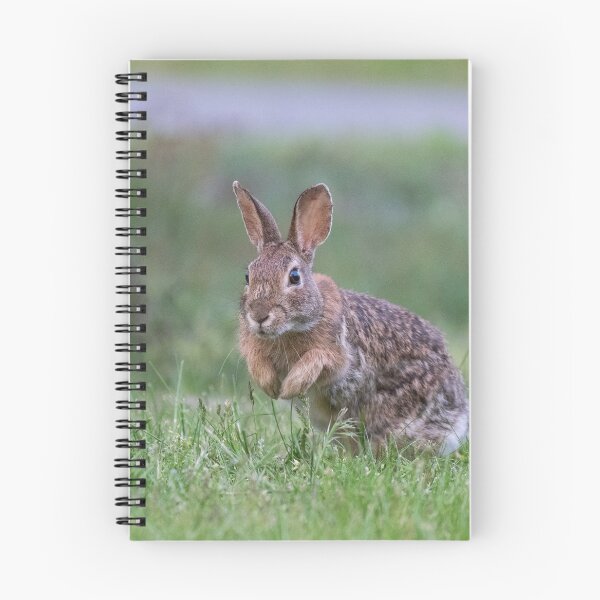 Item preview, Eastern Cottontail designed and sold by suburbanwilds.