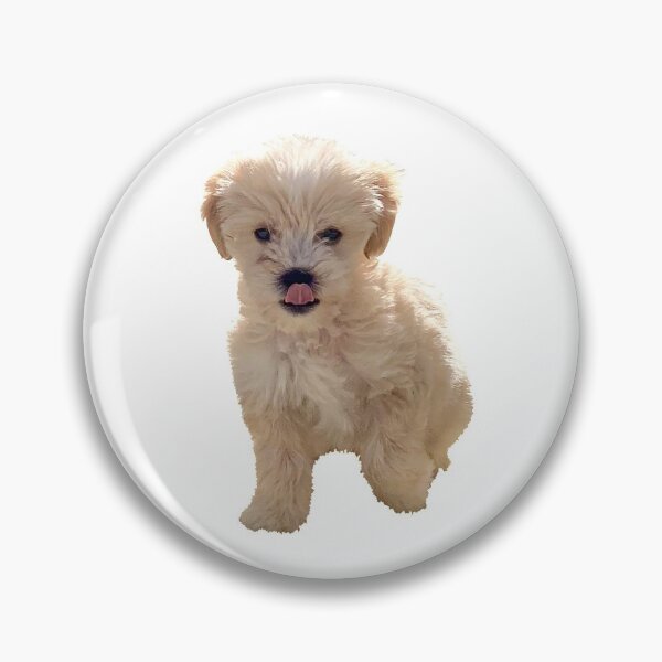 Artikelvorschau, Netter Maltipoo Welpe mit Zunge heraus entworfen und verkauft von Tara R.