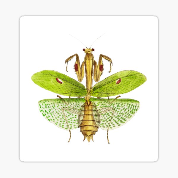 Item preview, Idol Mantis designed and sold by bigted9.