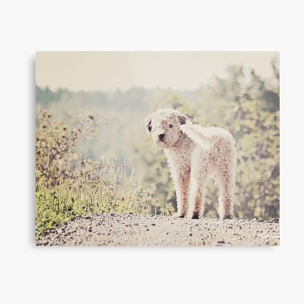 Molly Metal Print