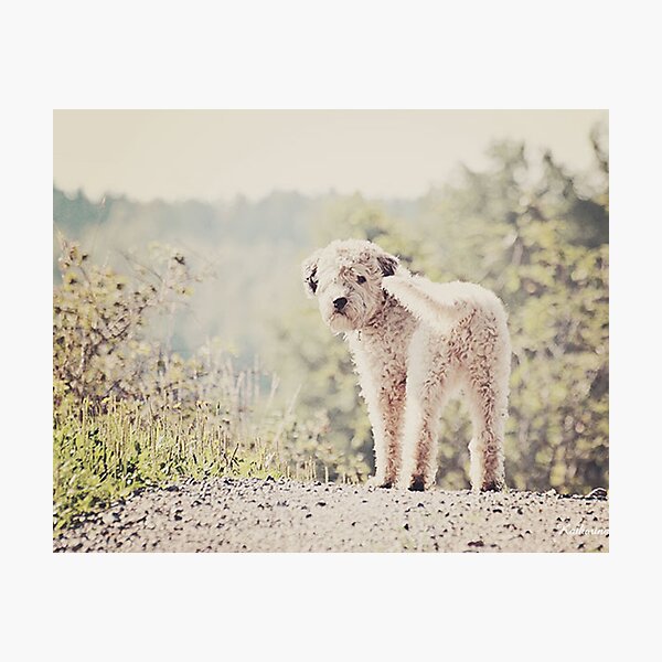 Molly Photographic Print