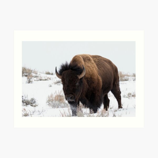 Bison Art Print