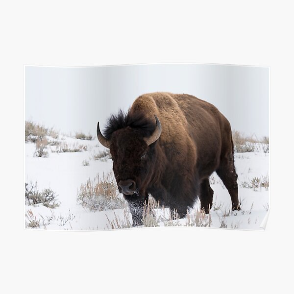 Bison Poster