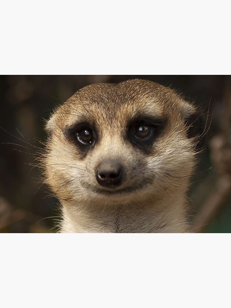 meerkat face mask