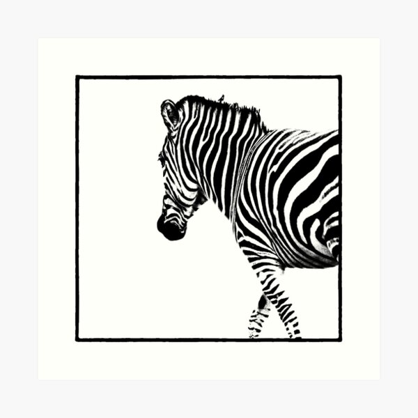 Zebra Art Print