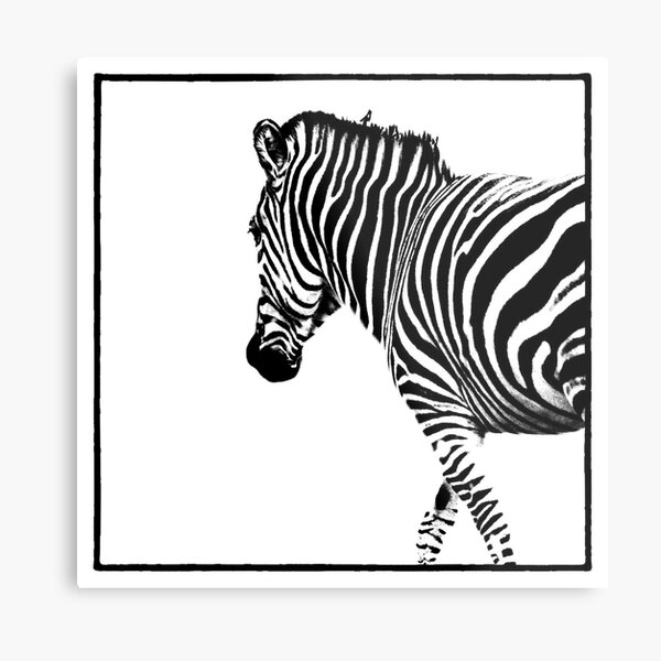 Zebra Metal Print