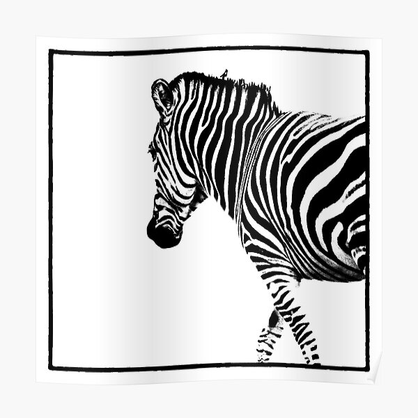 Zebra Poster