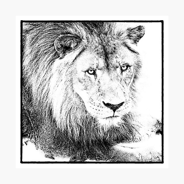 The King Photographic Print