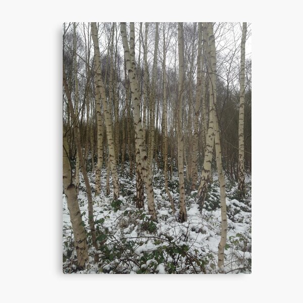 Birch Forest Metal Print