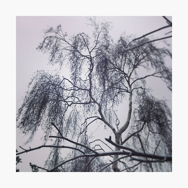 Tree Photographic Print