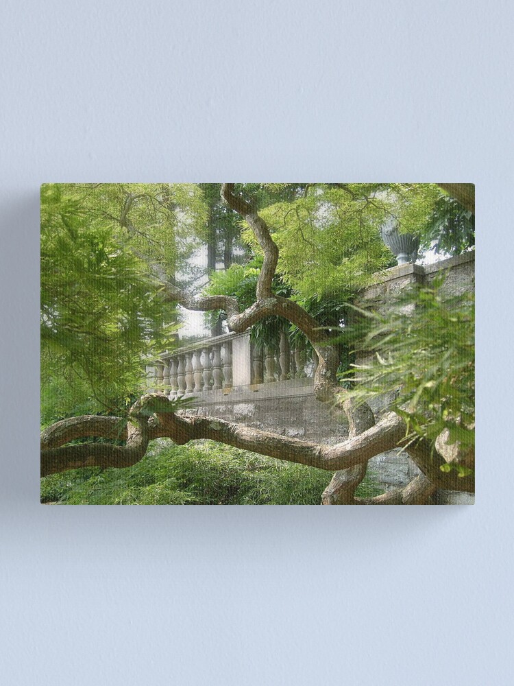 Beautiful Ginkgo Biloba Tree New Jersey Botanical Garden Canvas