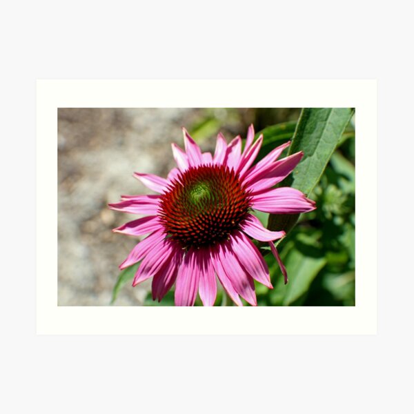 Echinacea in the Sun Art Print