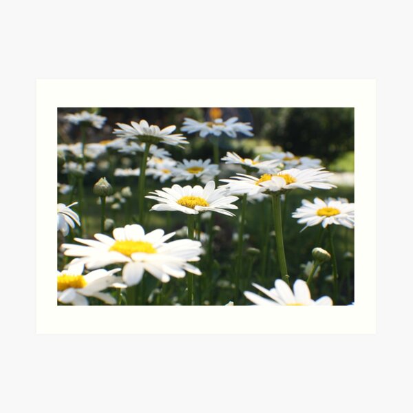 Pushing up Daisies Art Print