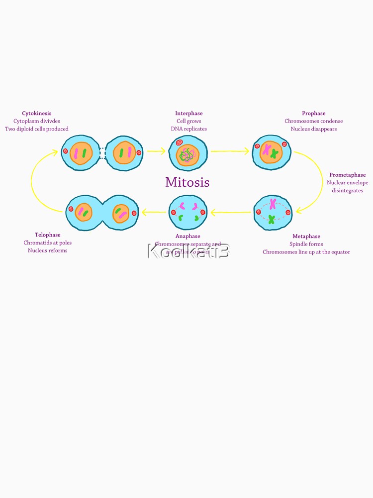 Mitosis by Koolkati3