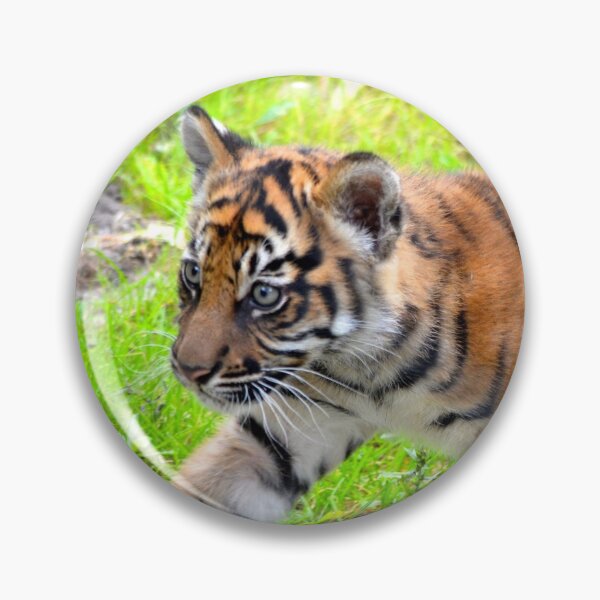 Item preview, Sumatran Baby Tiger On the Run designed and sold by richardbryce.