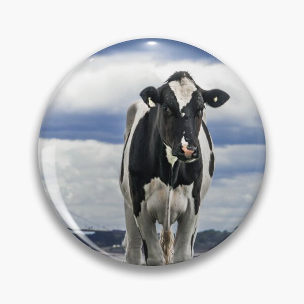Item preview, Friesian Cow in a field near the Severn Estuary designed and sold by LJPhotographyuk.