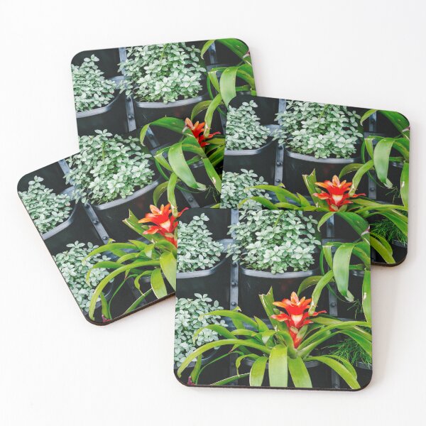Item preview, bromeliad designed and sold by Gillian Vann.