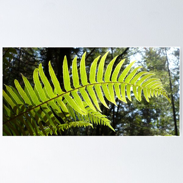 Item preview, Sunlit Ferns designed and sold by Jess Meacham.