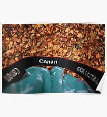 Canon love Poster