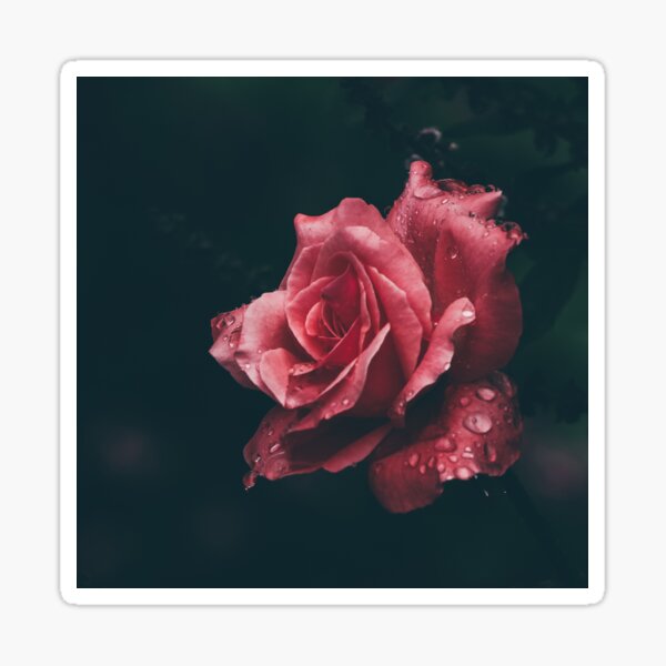Item preview, Dark Rose designed and sold by Jonathan Dessins.