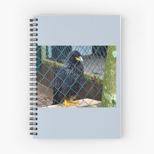 Item preview, Striated Caracara.......... designed and sold by lynn carter.