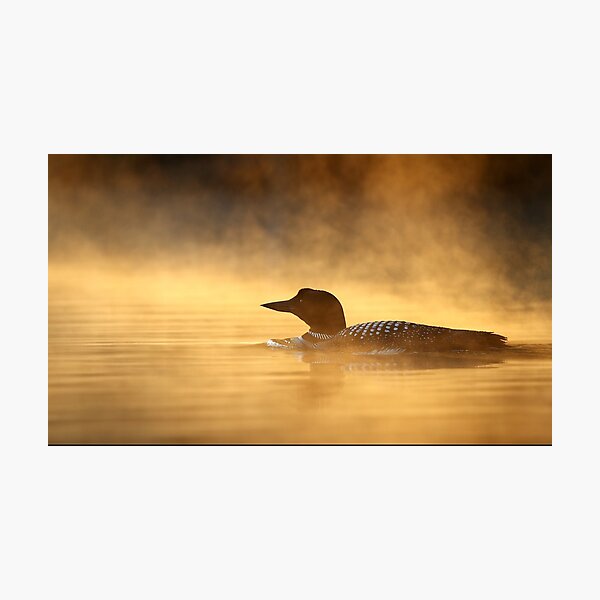 Into the Mist - Common Loon Photographic Print