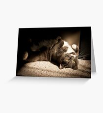 Biddy Catching Rays Greeting Card