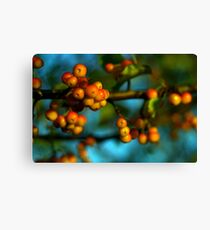 Crabapples Canvas Print