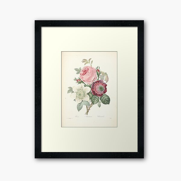 Floral botanical vintage Roses flower illustration Framed Art Print
