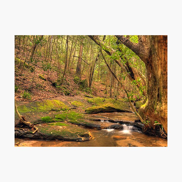 Item preview, Sassafras Gully Cascade designed and sold by Terry Everson.