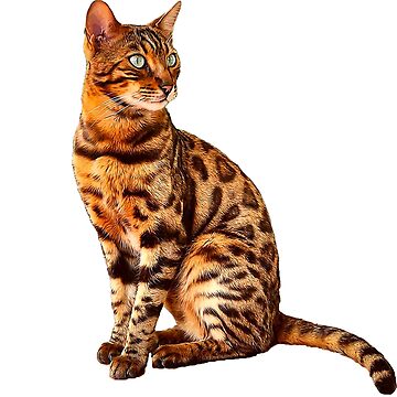 Tabby Cat Asian Leopard Cat Size Bengal Cat Kitten Amazing Leopard