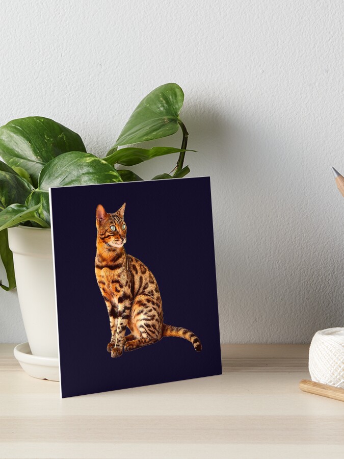 Bengal Cat Kitten Amazing Leopard Cat Art Board Print