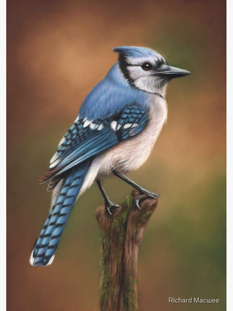 Blue Jay Bird Artwork by richardmacwee