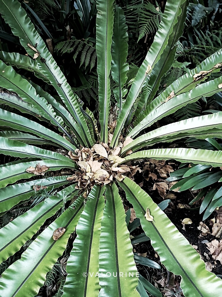 "16 Plants Galore 200630 Royal Botanical Garden Sydney Australia