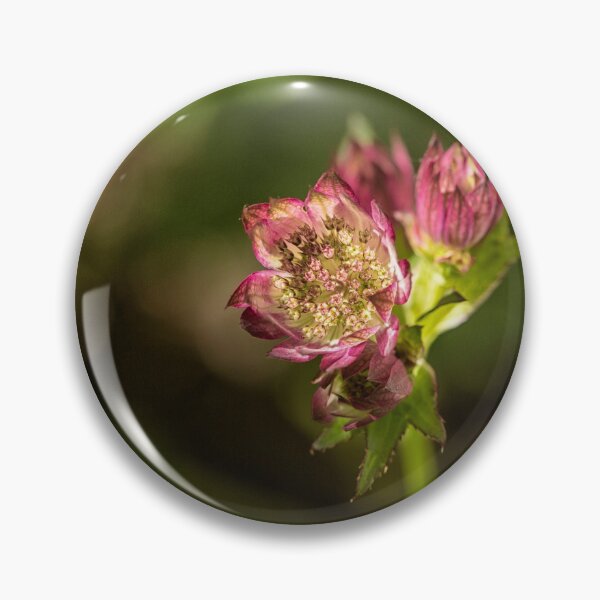 Item preview, Astrantia Major in bloom designed and sold by Photopat.